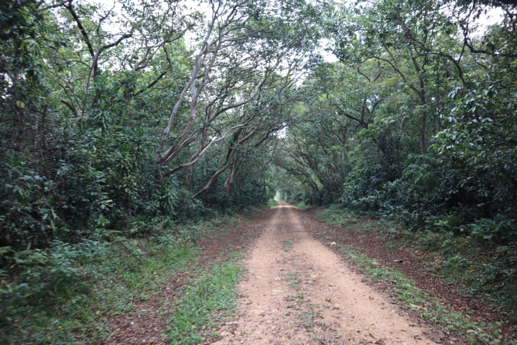 kakamegaforestの道