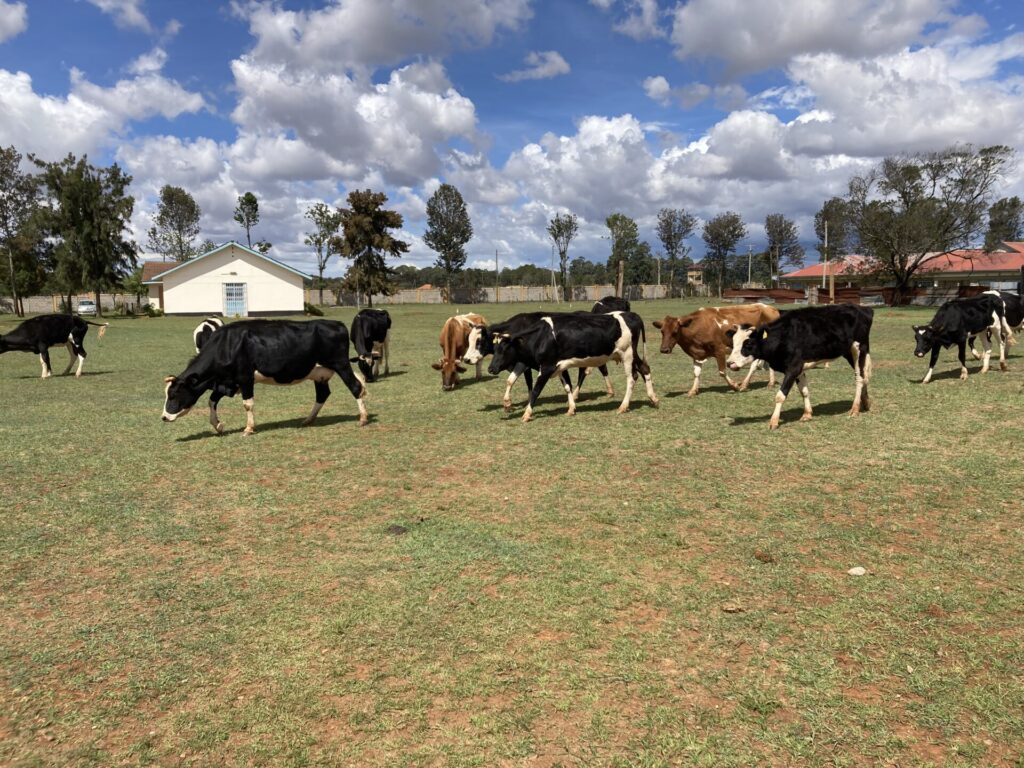 ケニアの更生施設の家畜