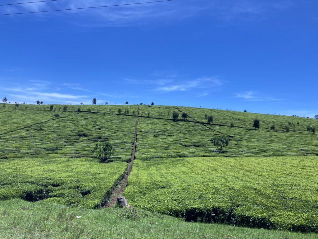 ケニアのナンディヒルズの茶畑