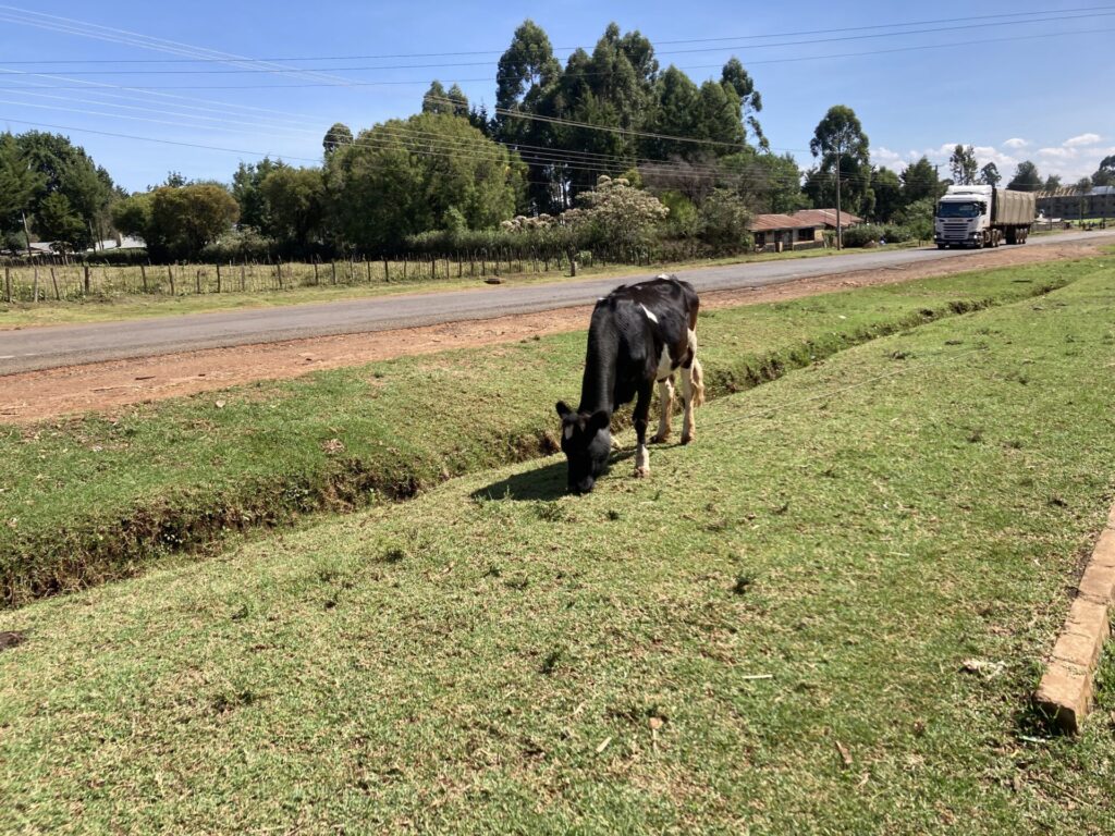 ケニアの道端に歩いている牛