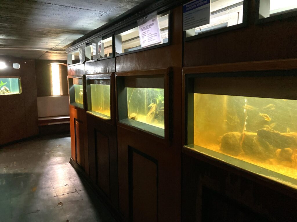 キスムミュージアムの水族館