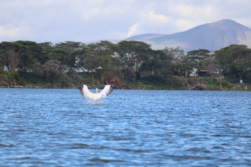 ナイバシャ湖の景色