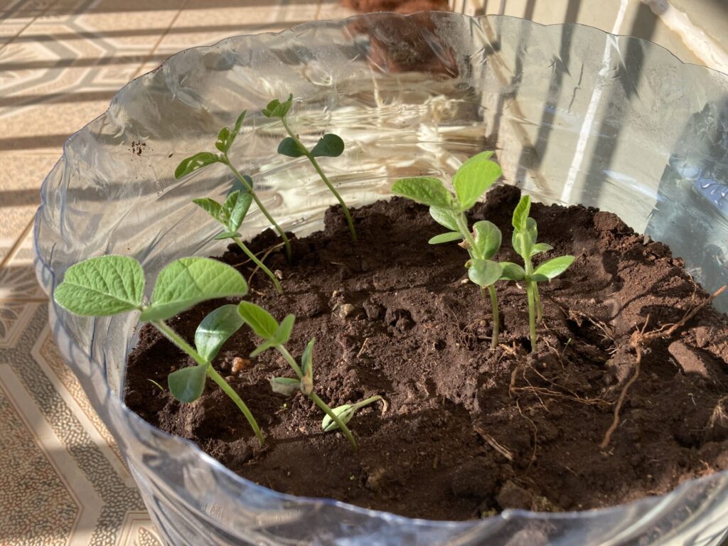 ケニアで育てている枝豆