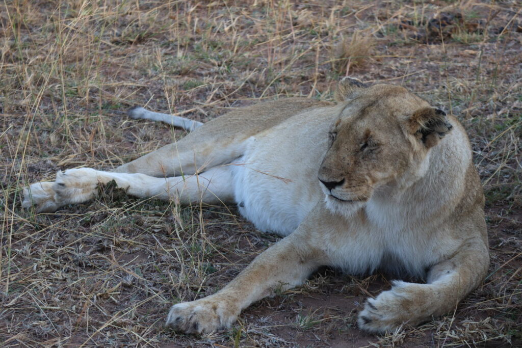 マサイマラのライオン