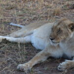マサイマラのライオン