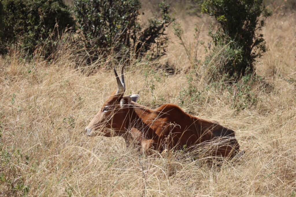 マサイマラで置いてけぼりにされた牛