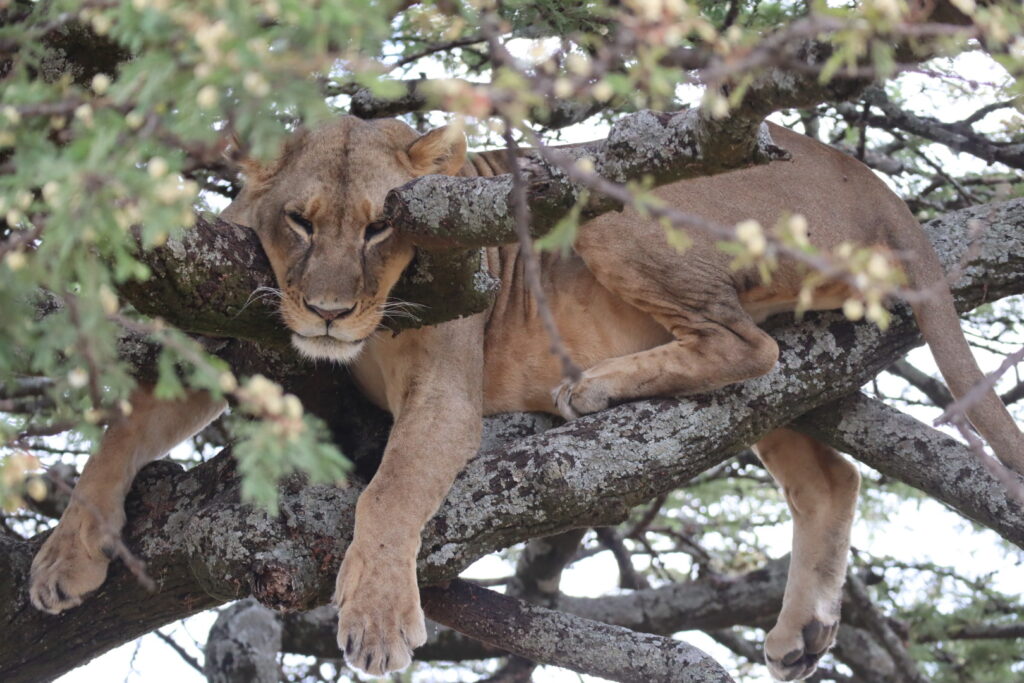ナクル国立公園の木に登るライオン