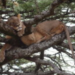 ナクル国立公園の木登りライオン