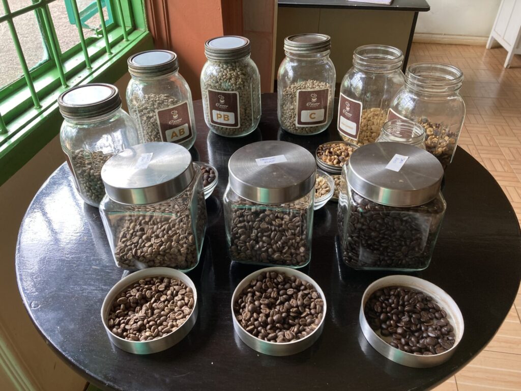 選別されたコーヒー豆