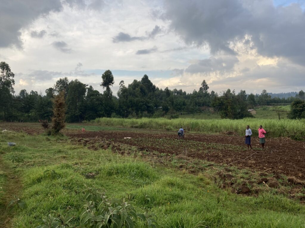 ケニアのカビイェットの畑