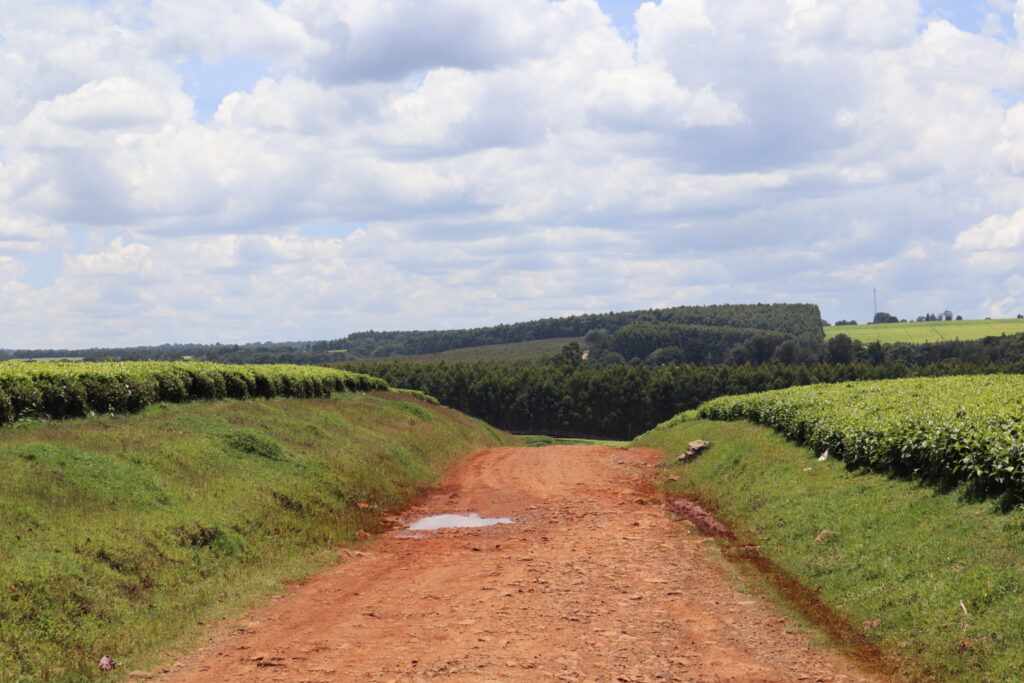ケニアの茶畑に続く道