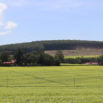 ケリチョの茶畑と丘の景色