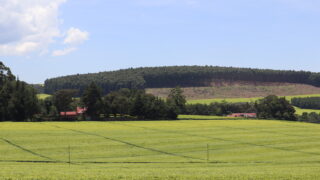 ケリチョの茶畑と丘の景色
