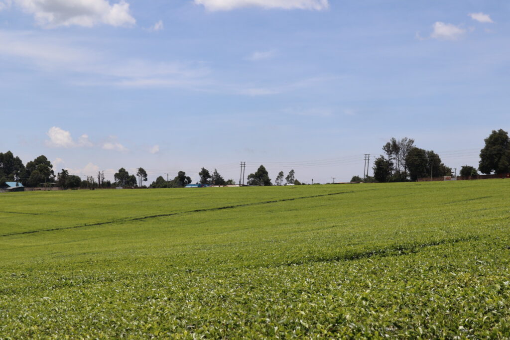ケリチョのお茶畑の景色