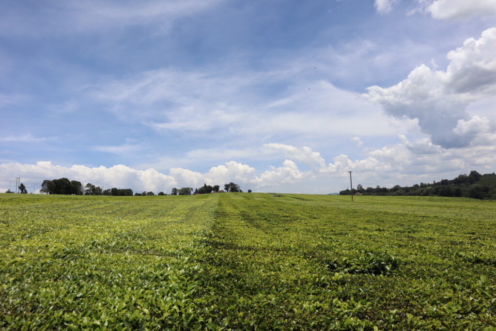 ケリチョの茶畑の景色