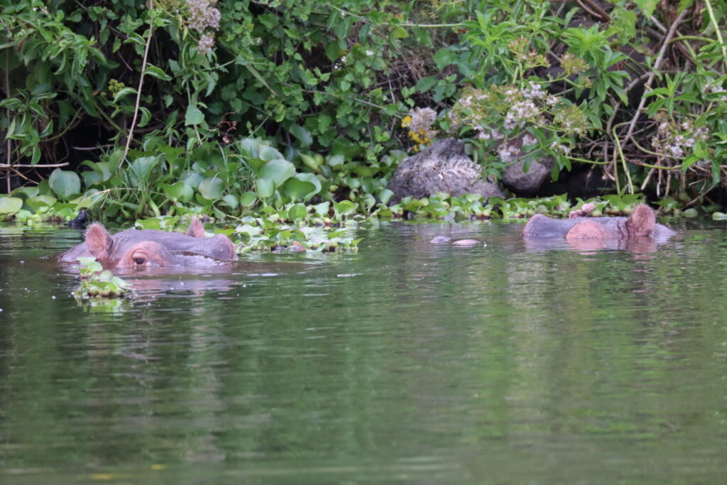 ナイバシャ湖のカバたち