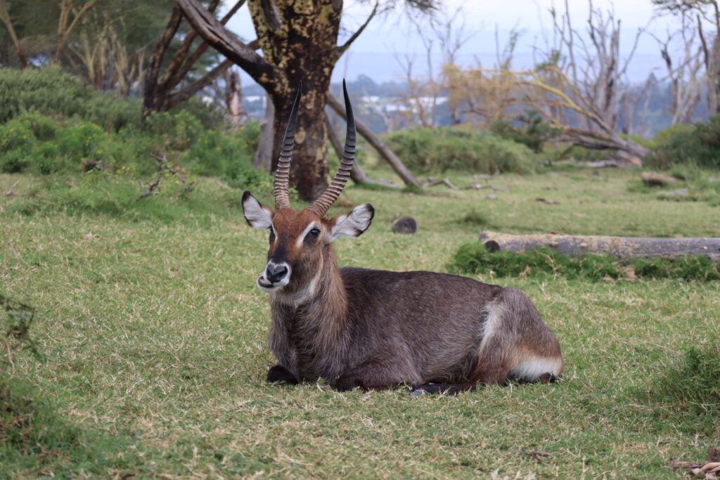 クレセントアイランドの野生動物