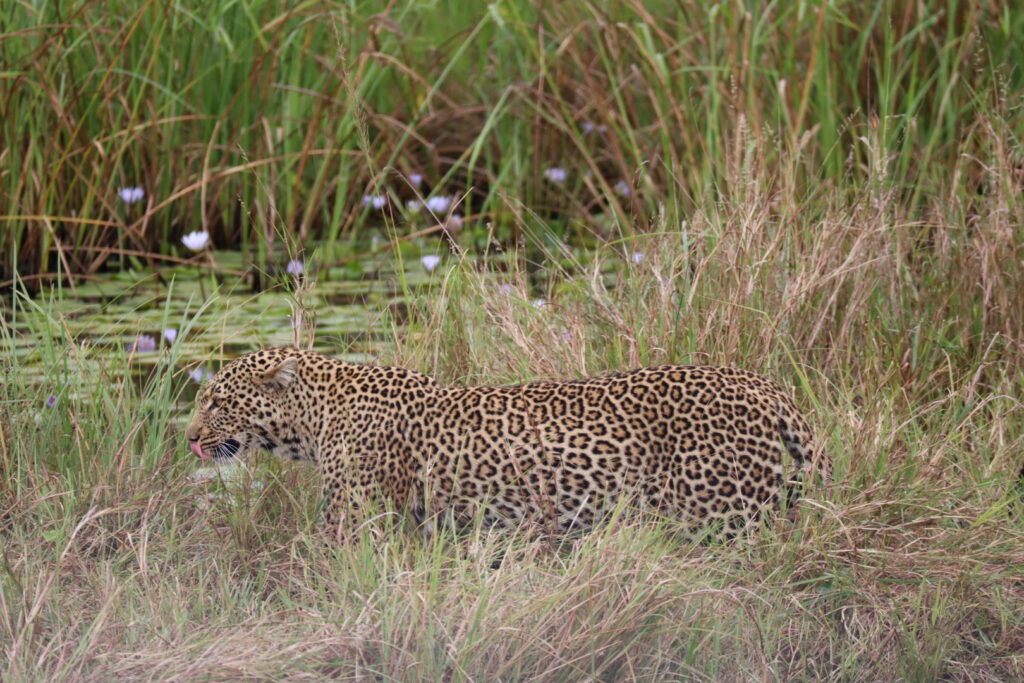 マサイマラのヒョウ