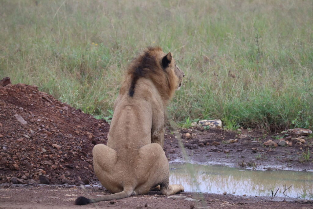 ナイロビナショナルパークで水を飲むオスライオン