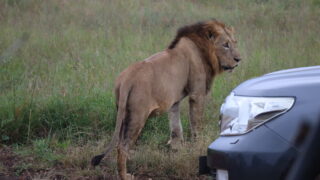 ナイロビナショナルパークのオスライオン