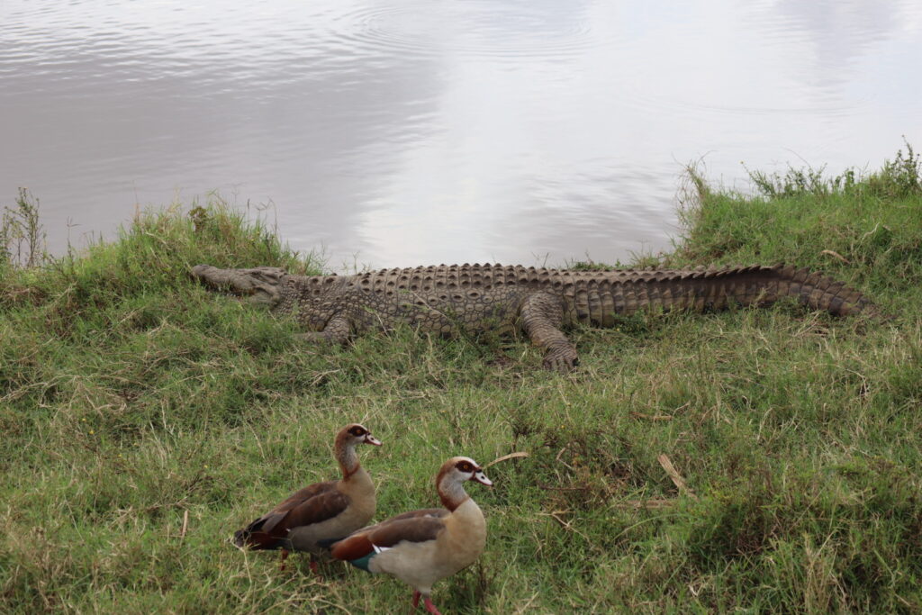 ナイロビ国立公園のワニ