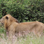 ナイロビ国立公園の高齢のオスライオン