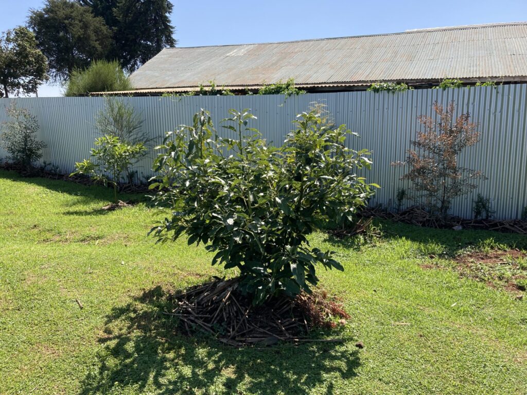 ケニアの配属先に植えていたアボカド