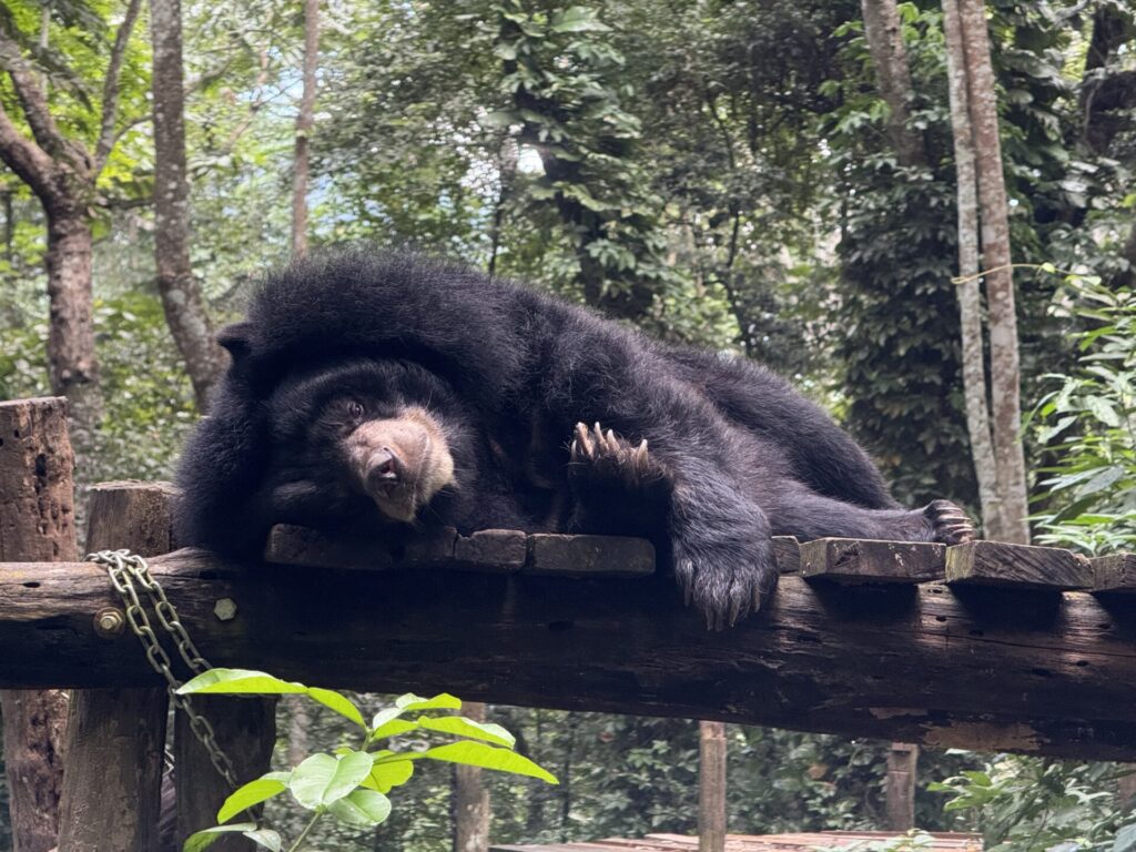 クアンシーの滝のクマ